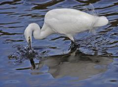 Little Egret Hunting Sturt Pond Milford On Sea